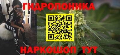 шишки Заволжье