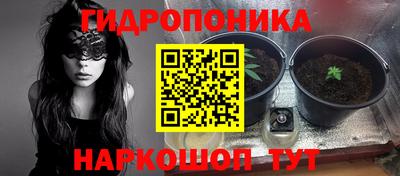 шишки Заволжье